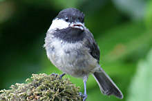 Black-capped Chickadee